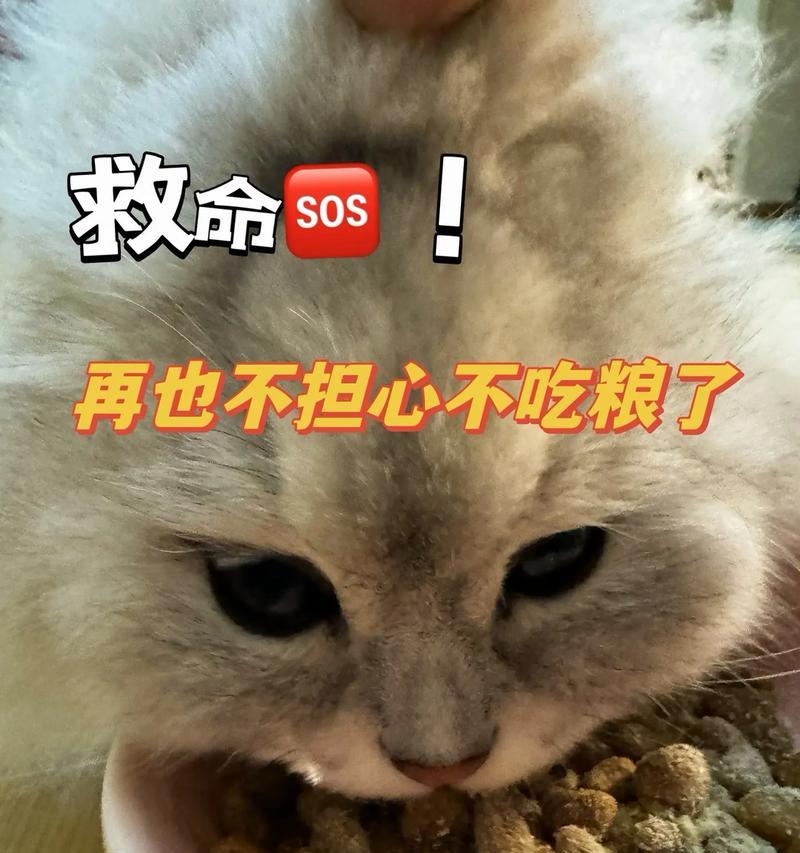 为什么猫咪吃猫粮会拉稀？（探究猫咪消化系统对猫粮的反应与拉稀原因）