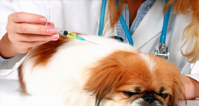 狗疫苗接种指南（为你的爱犬提供全面的健康保护）