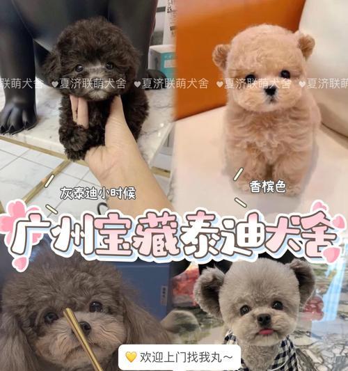 如何正确养玩具泰迪（关注养玩具泰迪的注意事项）