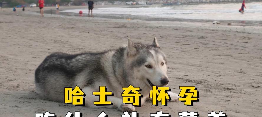 了解哈士奇过敏食物的重要性（哈士奇容易过敏的食物及预防措施）