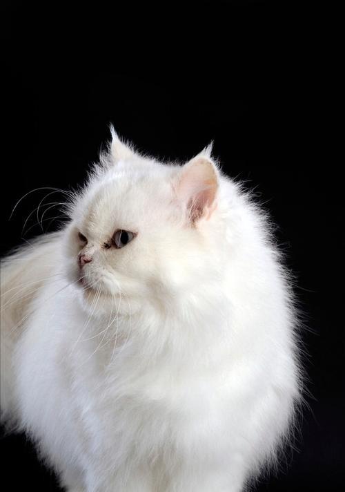 波斯猫毛的生长周期和如何使其快速长齐(探索波斯猫毛的成长过程和护理方法,让它长出华丽而健康的毛发)