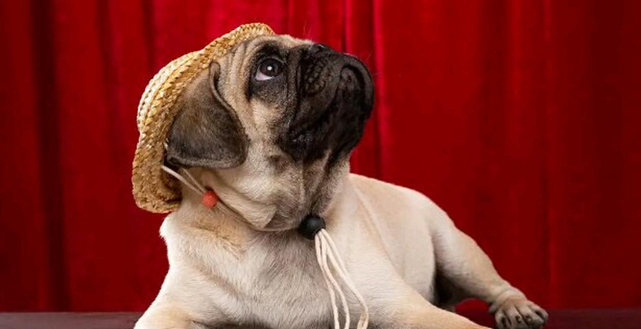 揭秘为什么以巴哥犬的褶子多（探索以巴哥犬褶子形成的原因及其影响）