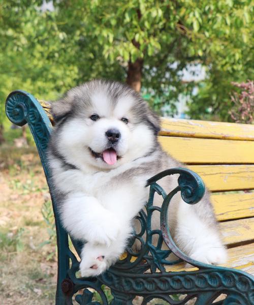 探秘阿拉斯加犬的游戏世界（与阿拉斯加犬共享快乐时光）