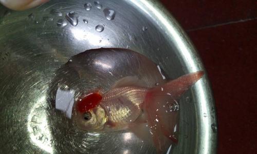 金鱼缸水浑浊的原因及解决方法（揭秘金鱼缸水浑浊的真相与应对策略）
