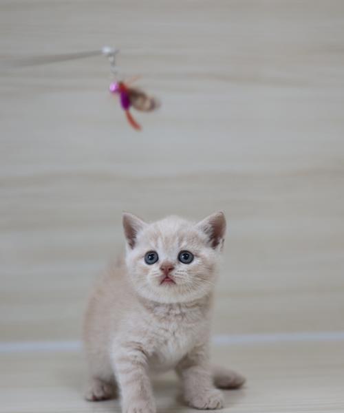 探讨英短猫最受欢迎的毛色（如何选择适合你的英短猫毛色）
