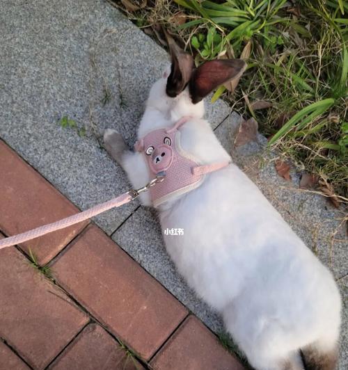 兔子的啃咬本能（揭秘兔子见什么都咬的原因与解决办法）