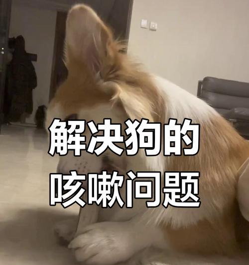 小狗为什么会在半夜咳嗽？（探究小狗夜间咳嗽的原因及处理方法）