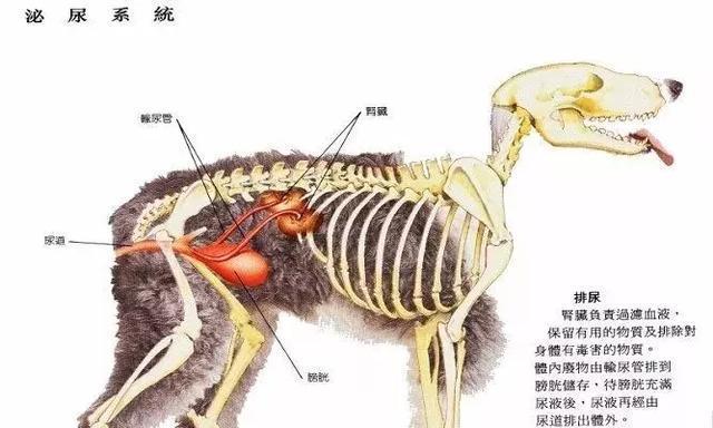 犬肾病的症状与治疗（了解犬肾病的迹象和预防方法）
