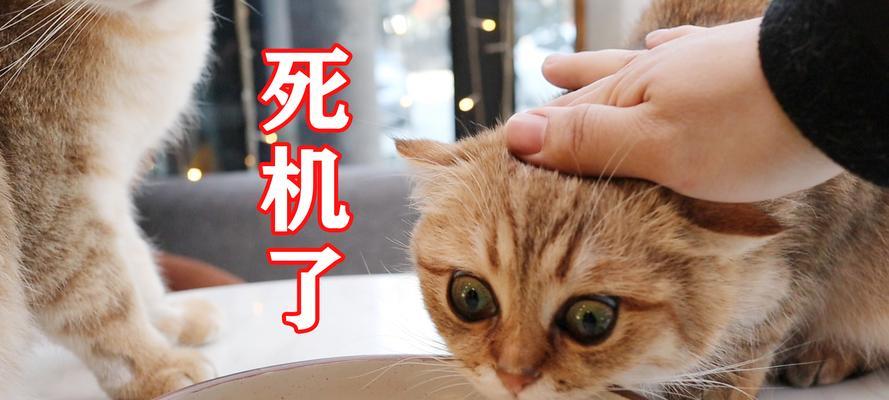 猫猫吃咸了会有什么症状？（猫咪食用过多盐分后的反应及处理方法）