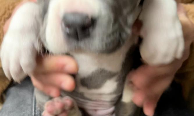 以斯塔福犬的多重用途（一只犬种在人类生活中的多重价值）