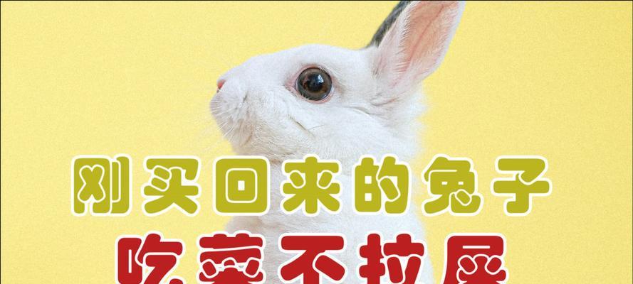兔子为什么一天不拉屎的奥秘（解密兔子消化系统中的秘密）