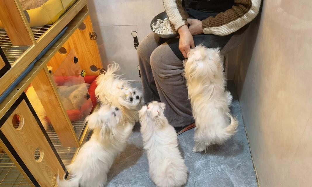 狗狗怀孕所需的饮食营养（狗狗怀孕期间的食谱及关键营养）