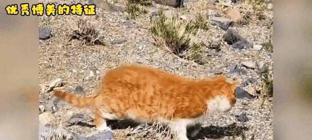 深入解析猫猫打滚行为的意义与作用（从舒适感到社交沟通，揭开猫猫打滚的奥秘）