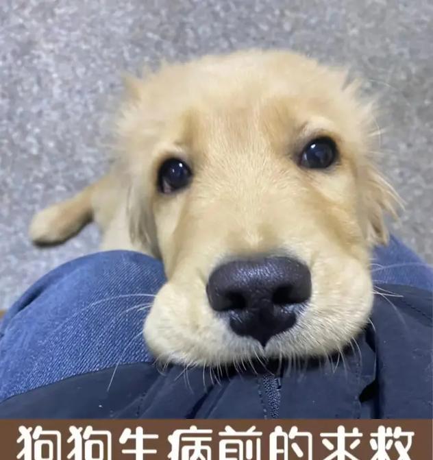 狗狗生病了怎么办？（宠物狗生病的预防和治疗方法）