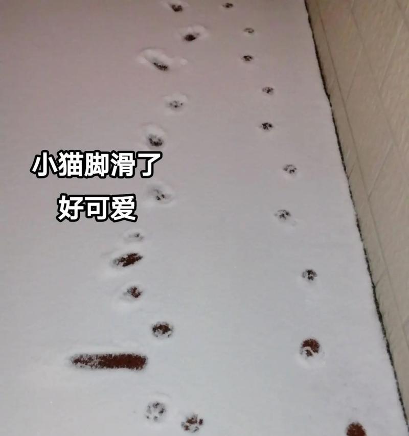 小猫脚上的疾病（揭秘小猫脚上的常见疾病，帮助你正确护理爱宠）