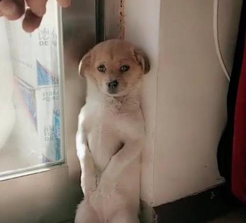 为什么狗会刨墙角？（探究狗刨墙角的原因及如何解决）