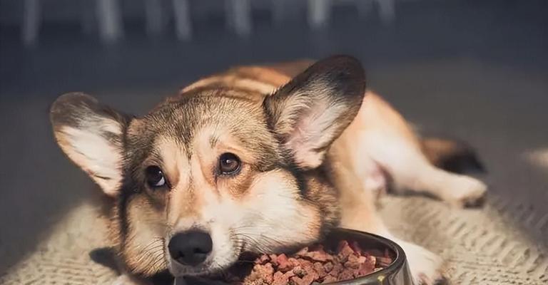 金毛犬的蔬菜饮食指南（为你的金毛犬提供均衡营养的蔬菜选择）