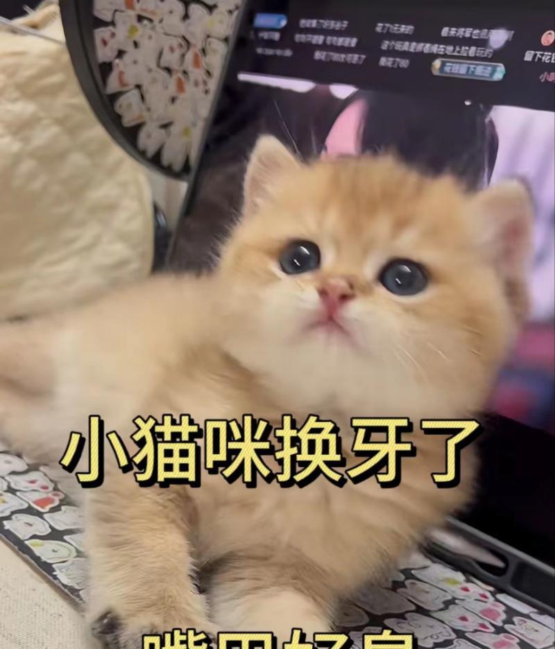 为什么猫嘴巴臭？（探究猫嘴巴臭的原因及解决方法）