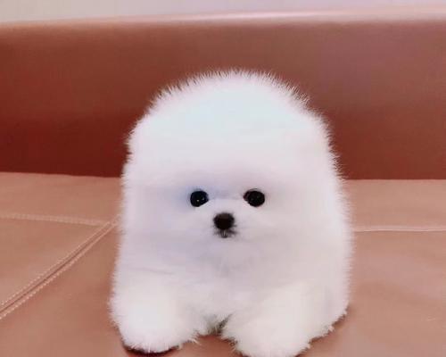揭秘长不大的狗种——藏獒（藏獒的特殊生长规律与饮食习惯）