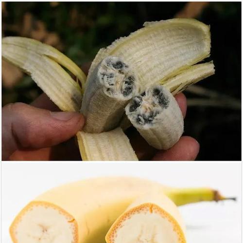 狗尾巴为何会变硬？（探究狗尾巴硬化的原因和意义）