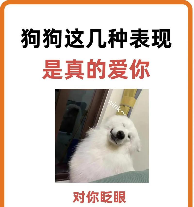 两个月的狗狗萨摩耶的饮食指南（以两个月的狗狗萨摩耶为主题，讲述它的饮食需求和注意事项）