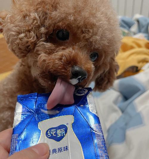 狗不能喝纯牛奶的原因（为什么狗不能喝纯牛奶？一起了解狗狗的消化系统！）