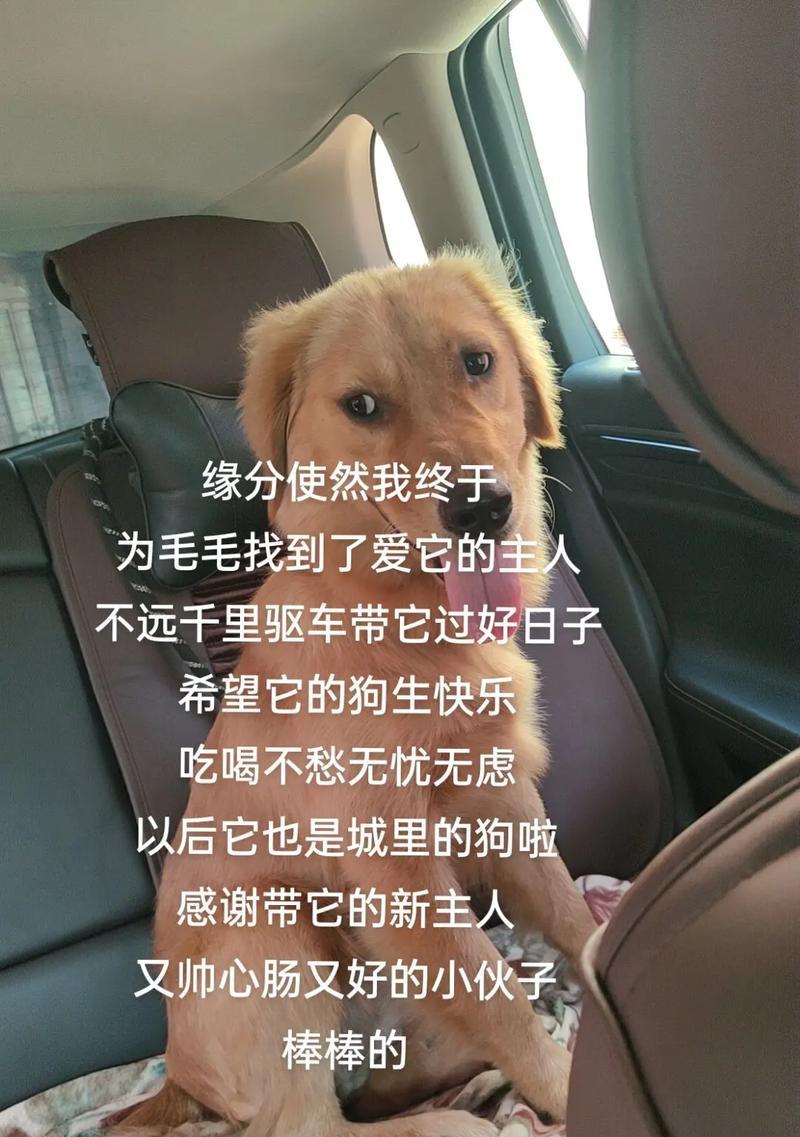 狗妈妈快要生了！为你的宠物狗准备好了吗？