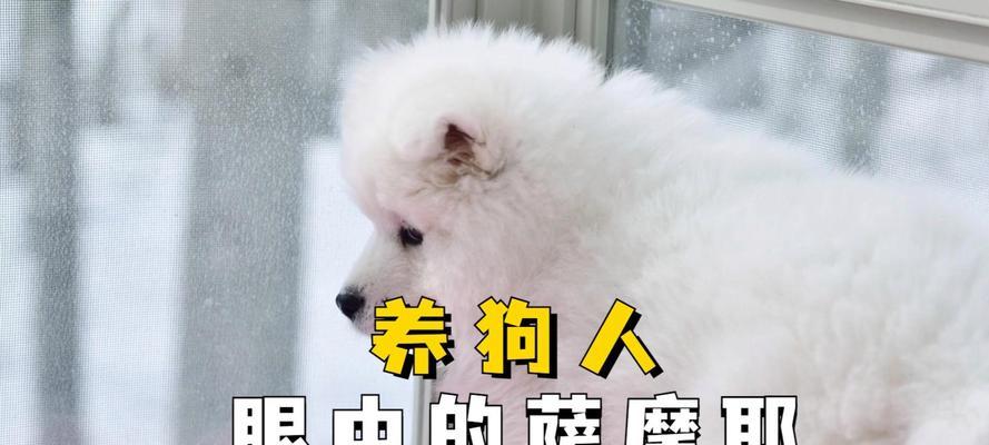 萨摩耶幼犬的饮食要点（详解萨摩耶幼犬适宜饮品及注意事项）