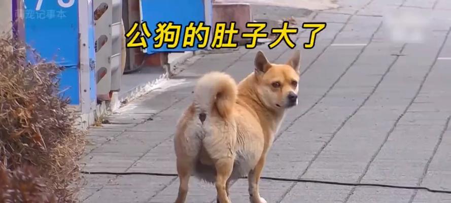 探寻狗狗肚皮的多彩之美（肚皮颜色是狗狗个性的写照）