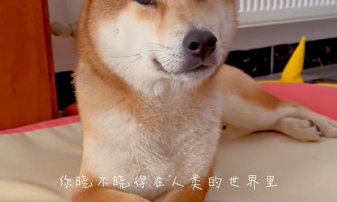 为什么狗会大叫？（探究狗大叫的原因及解决办法）