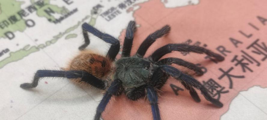 新手如何选择适合养的蜘蛛（从品种到食性，一切你需要了解的关于蜘蛛的知识）