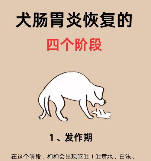 小狗拉稀吐喂的解决办法（喂养小狗药物治疗的关键要点）