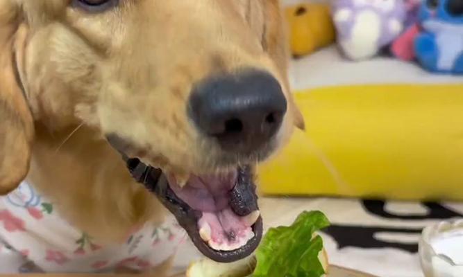 狗吃狗（揭示动物世界中的残酷真相）