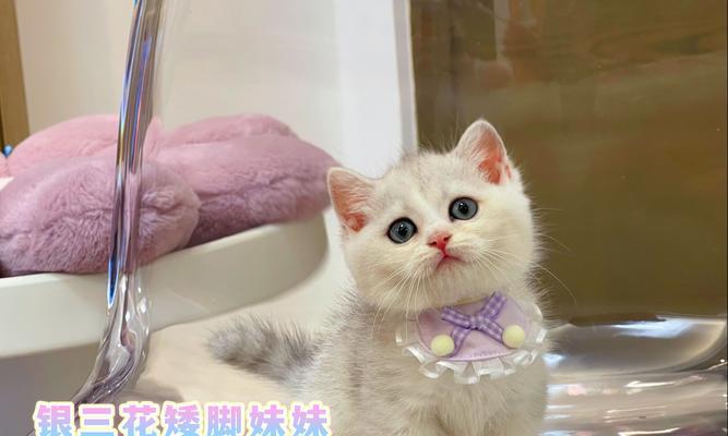 为什么猫不跟我亲？（探究猫咪亲近行为的原因）