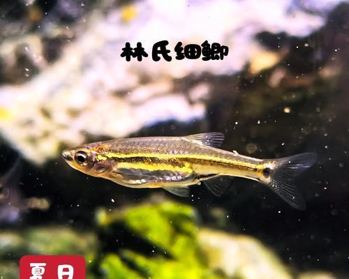 淡水鱼的混养选择（为您介绍适合与淡水鱼共同生活的伙伴）