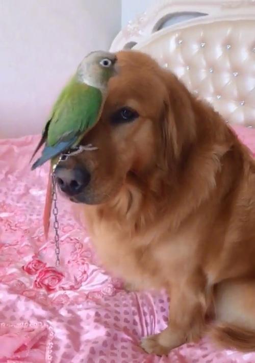 狗狗相遇，为何会碰鼻子？（探究狗狗见面时碰鼻子的行为背后的原因）