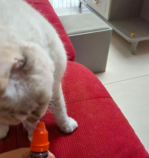 红鼻猫——神秘而特殊的猫咪（以猫鼻子是红色是什么猫的起源和特点）