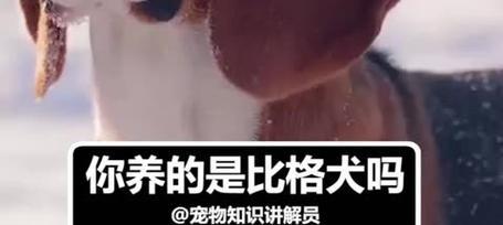 养比格犬的注意事项（培养比格犬健康快乐成长的关键）