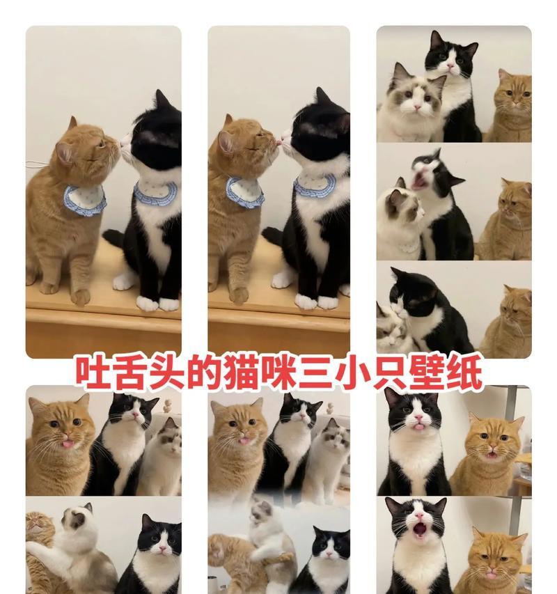 猫为什么吐舌头？（揭开猫咪舌头的神秘面纱）