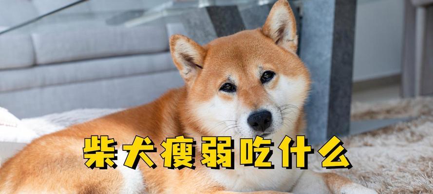 小狗狗的健康饮食之道（小狗狗的饮食需求及健康食谱）