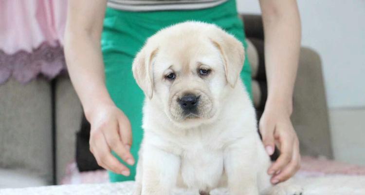 拉布拉多幼犬的喂养常识（关爱拉布拉多幼犬，助它健康成长）