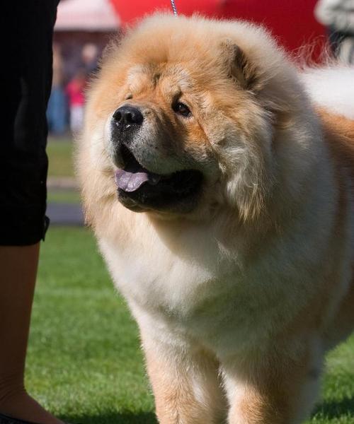 松狮犬（了解松狮犬的起源和特点，让养育更加顺利）