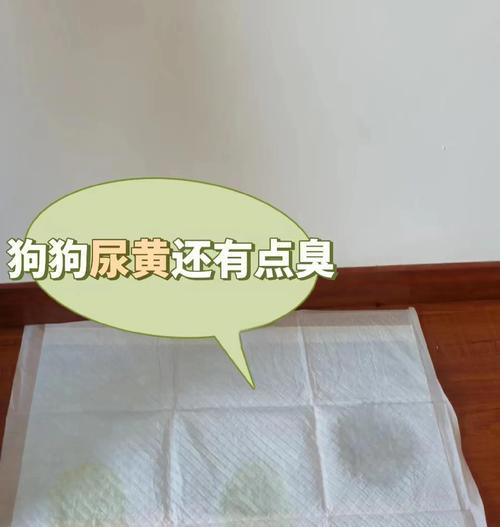 狗狗尿液黄色的原因及解决方法（喝水量不足导致的狗狗尿液黄色问题）