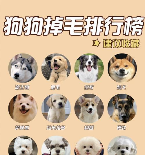 探析萨摩耶犬掉毛原因与应对方法（了解萨摩耶犬掉毛原因，做好适当的护理与管理）