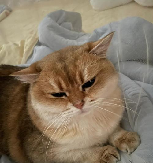 猫咪耳朵凉凉的原因及是否正常（揭开猫咪耳朵温度之谜，为你的宠物健康保驾护航）