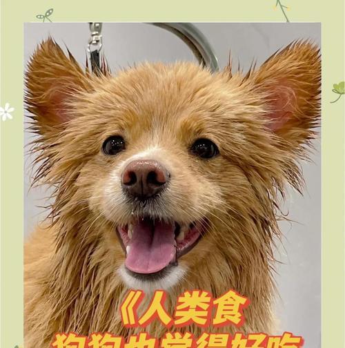 给狗狗喂食的健康蔬菜水果（适合狗狗的蔬菜水果推荐，让你的宠物健康成长）