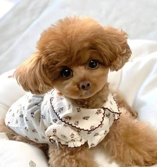 如何科学喂养泰迪幼犬（合理控制狗粮用量，让泰迪健康成长）