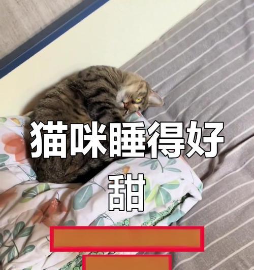小猫的睡眠需求及其重要性（探究小猫每天应该睡多久，）