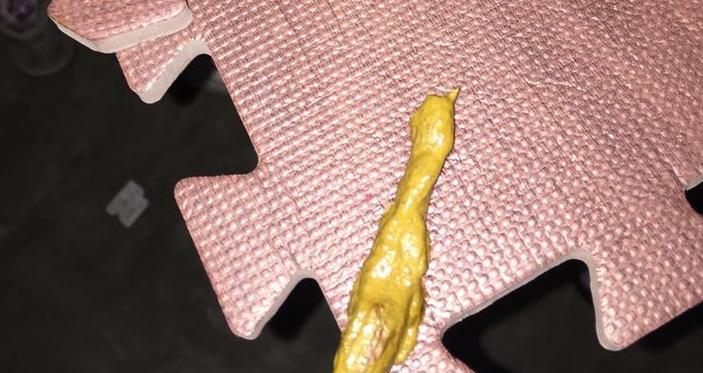 狗狗肛温37度（倒计时开始，等待新生命）