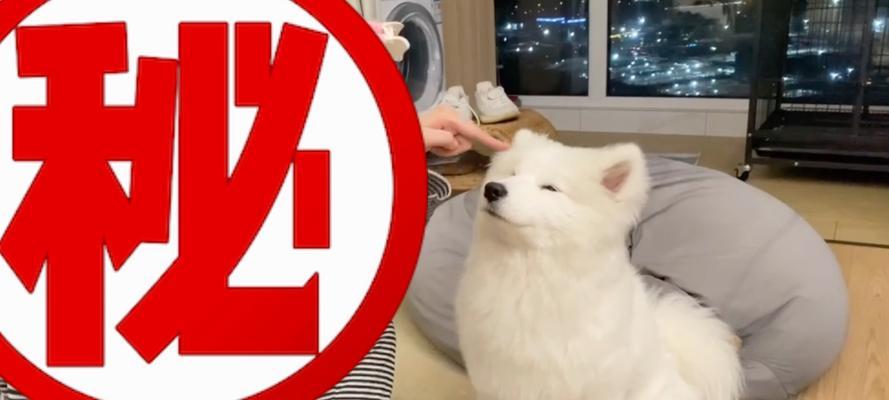 小狗尿发红的原因及应对方法（了解小狗尿发红的病因，正确应对保健问题）